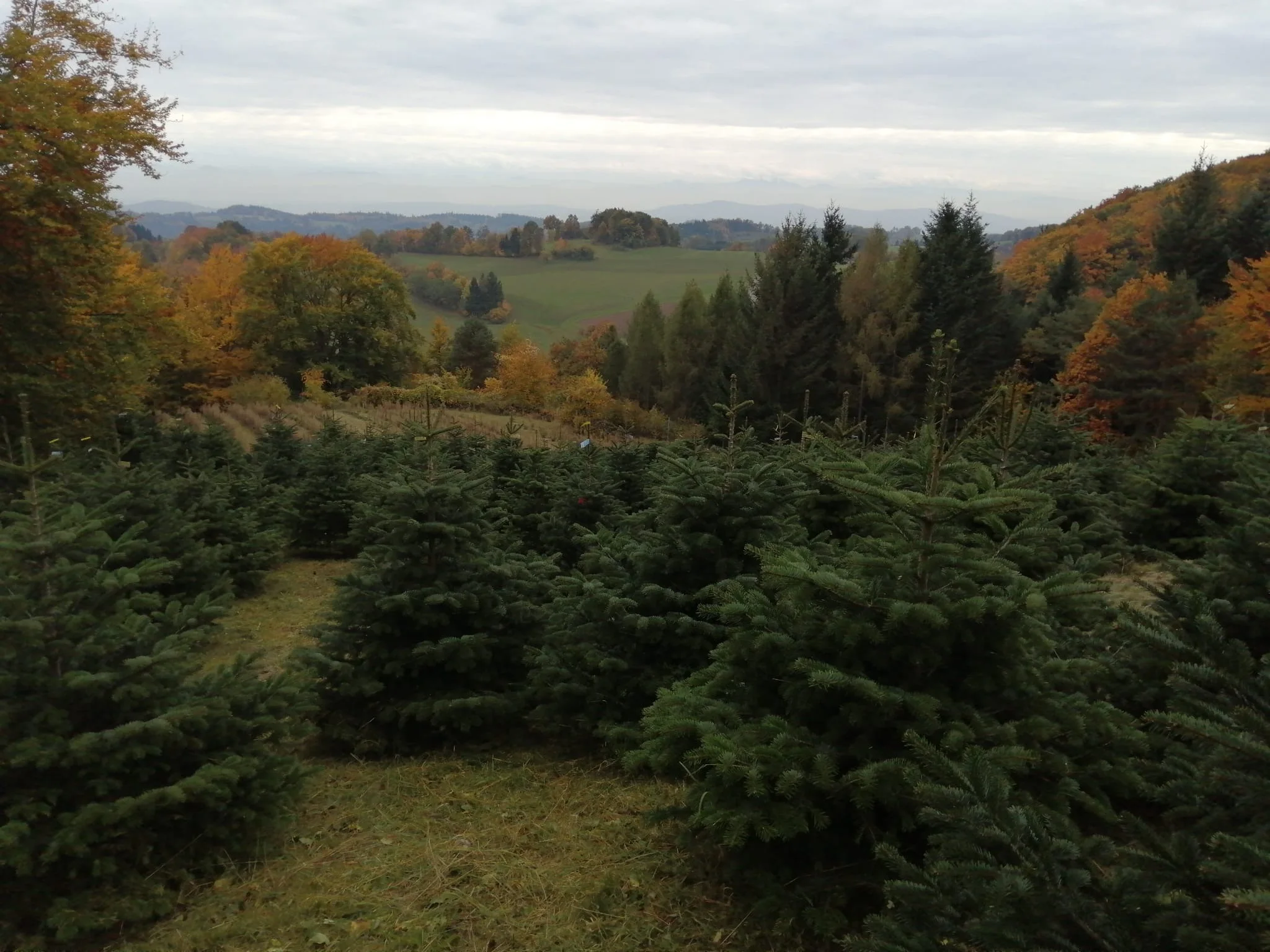 Christbaumkultur am Jauerling im Herbst